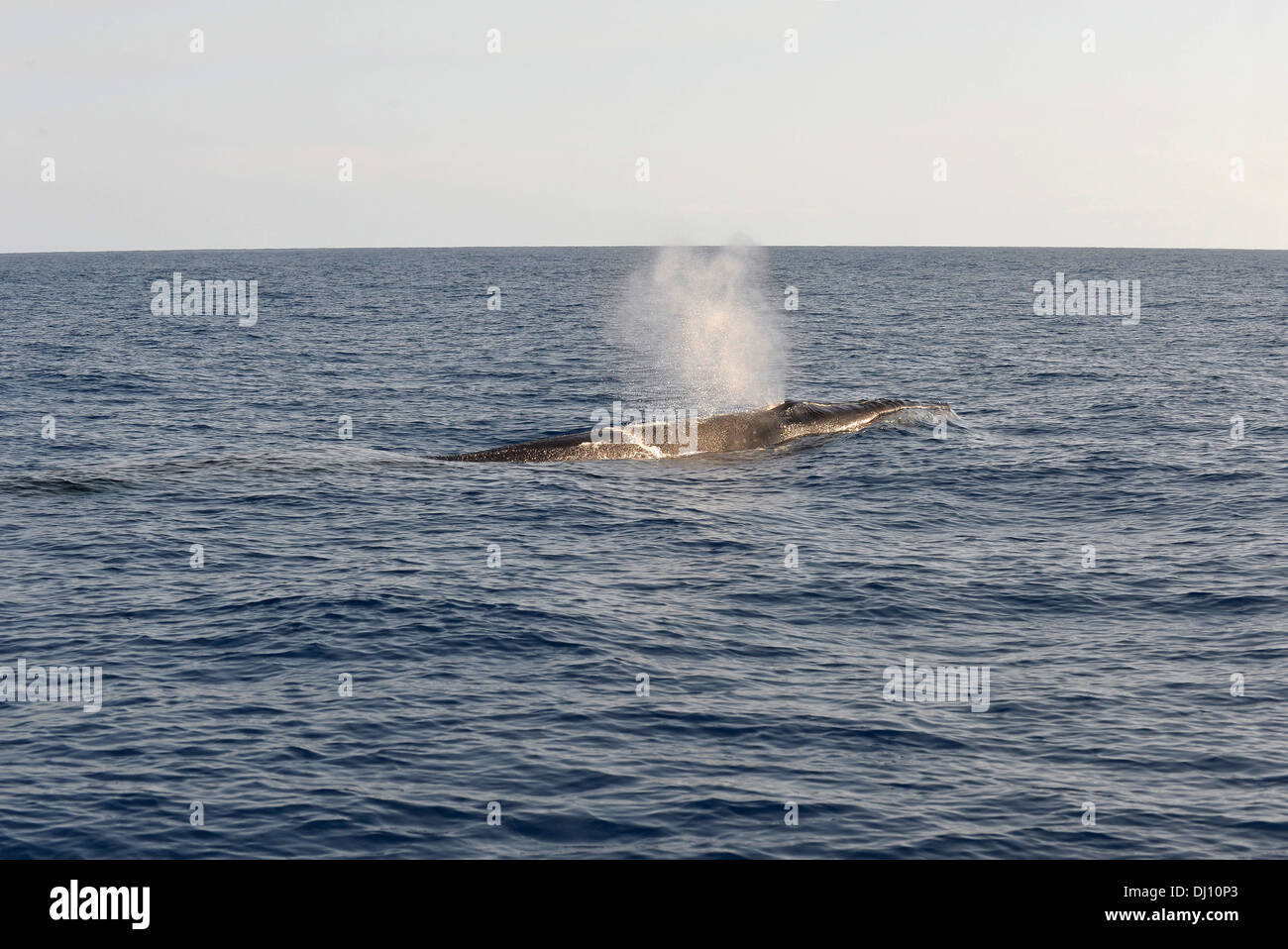 Sei Wal (Balaenoptera Borealis) weht an Oberfläche, den Azoren, Juni Stockfoto