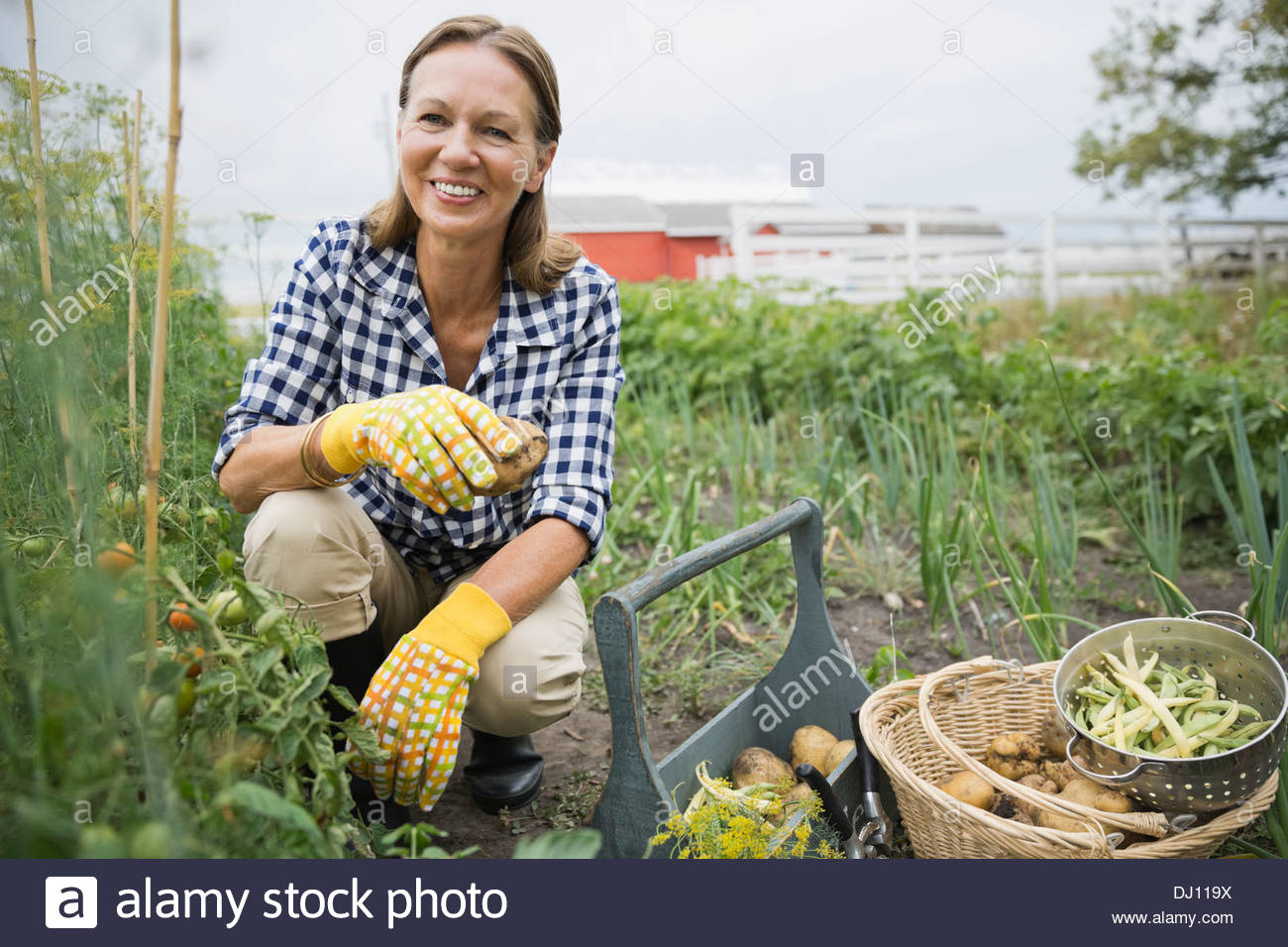Porträt von senior Frau Ernte Gemüse Stockfoto