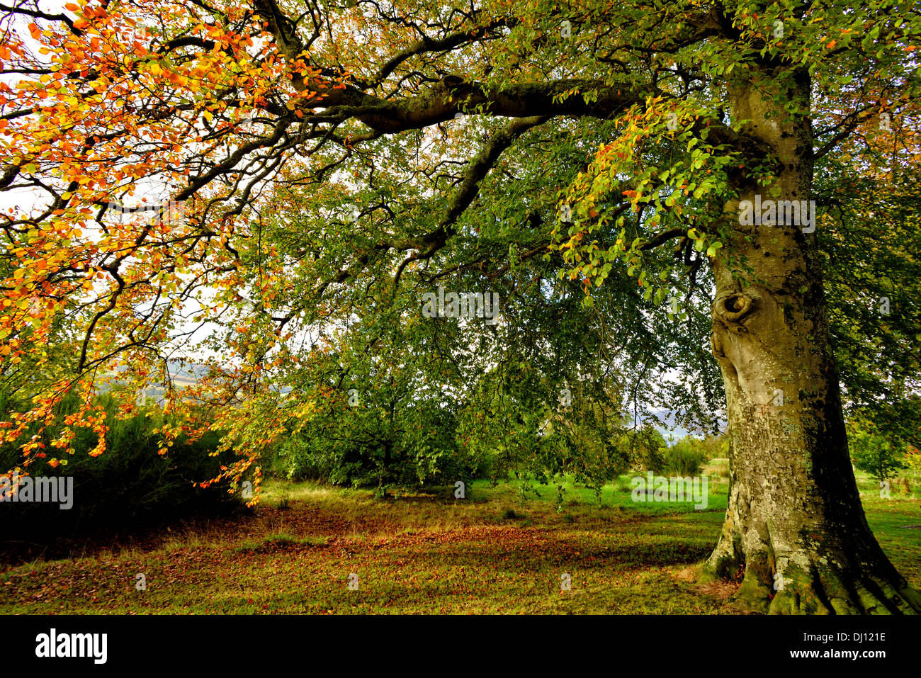 Herbstliche Bäume in Balloch Country Park, Balloch, Schottland, Großbritannien. Stockfoto