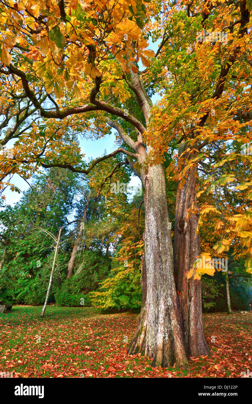 Herbstliche Bäume, Balloch Country Park, Schottland, UK. Stockfoto