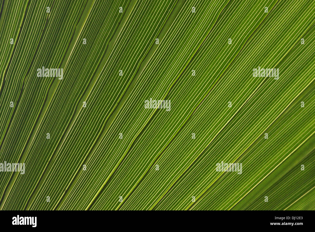 Nahaufnahme von grünen Palmen Baum Blätter Textur Stockfoto
