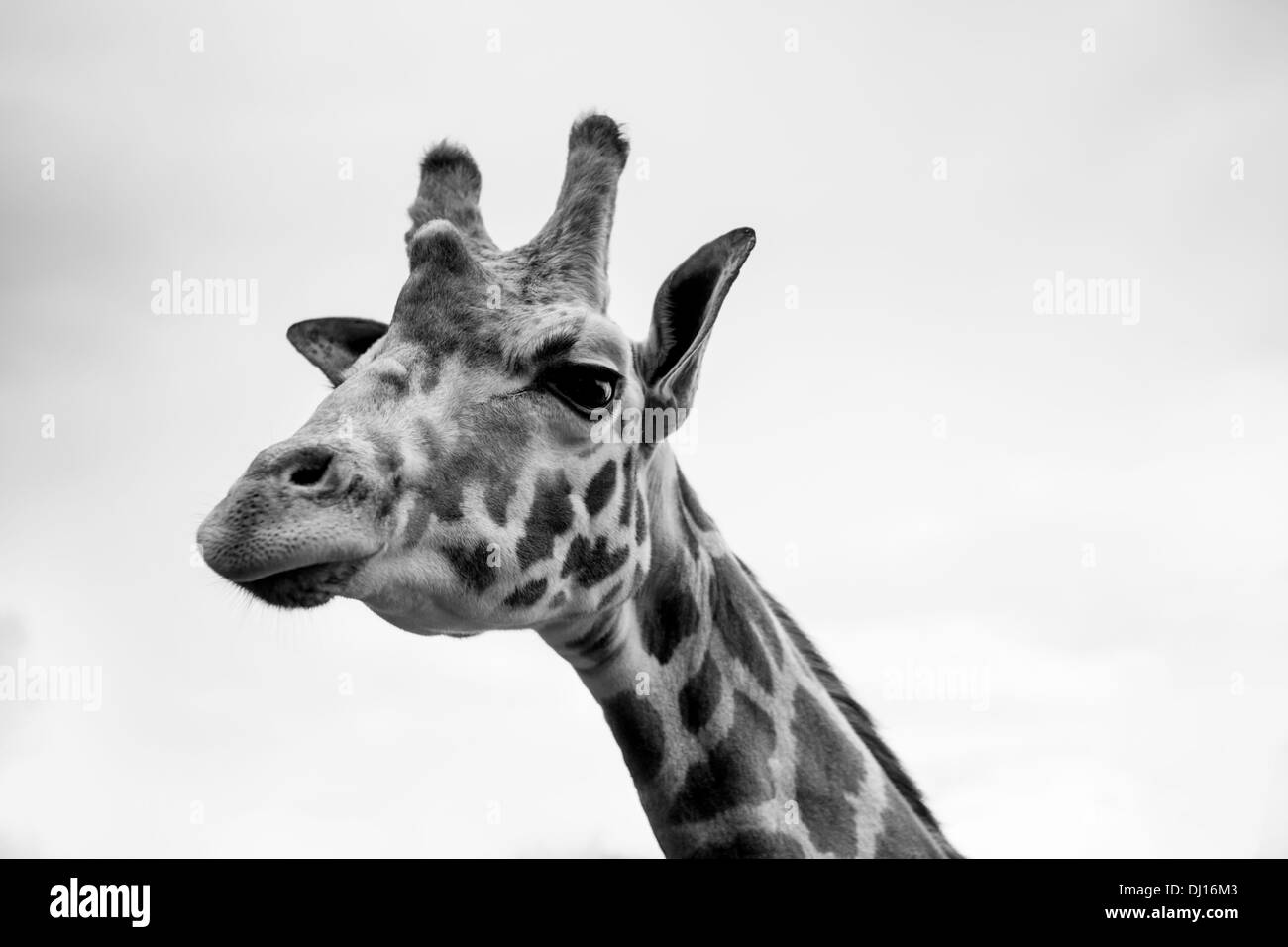 Eine einzelne Giraffe-Porträt in schwarz / weiß Stockfoto