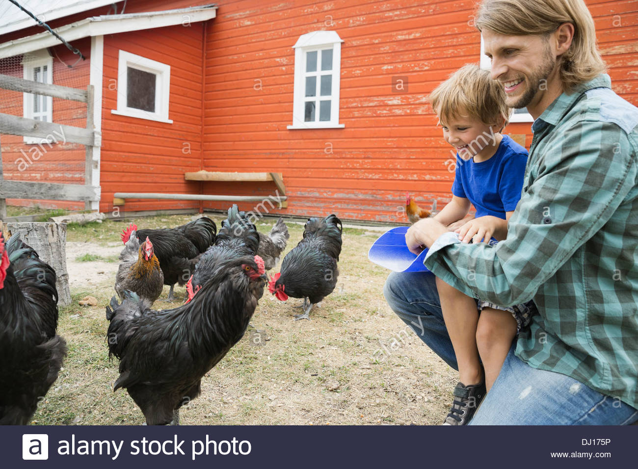 Vater und Sohn auf Bauernhof Hühner füttern Stockfoto