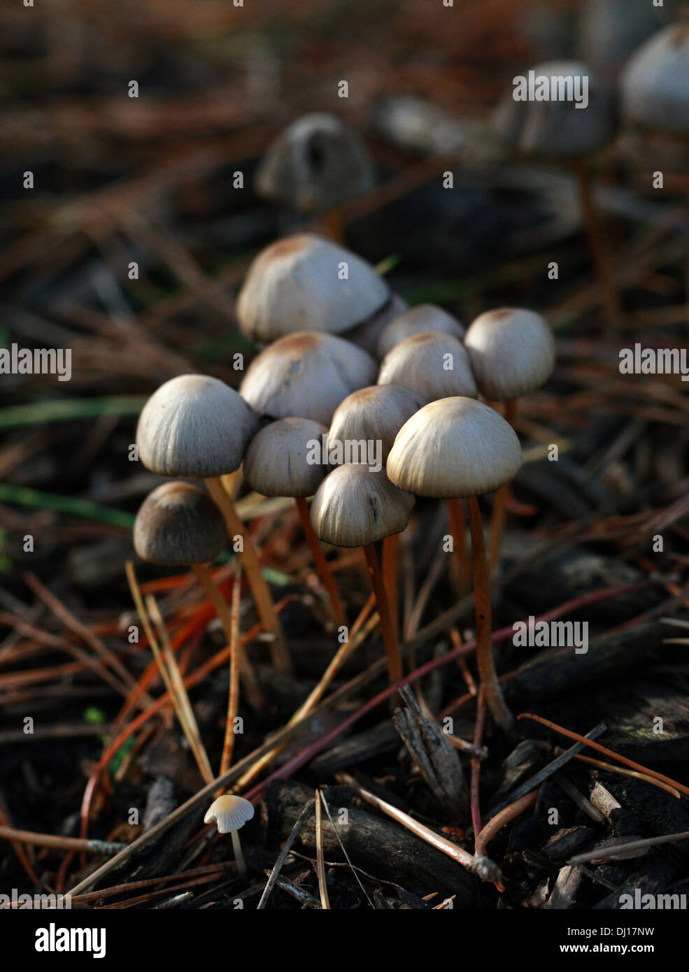 Mycena maculata Fotos und Bildmaterial in hoher Auflösung Alamy