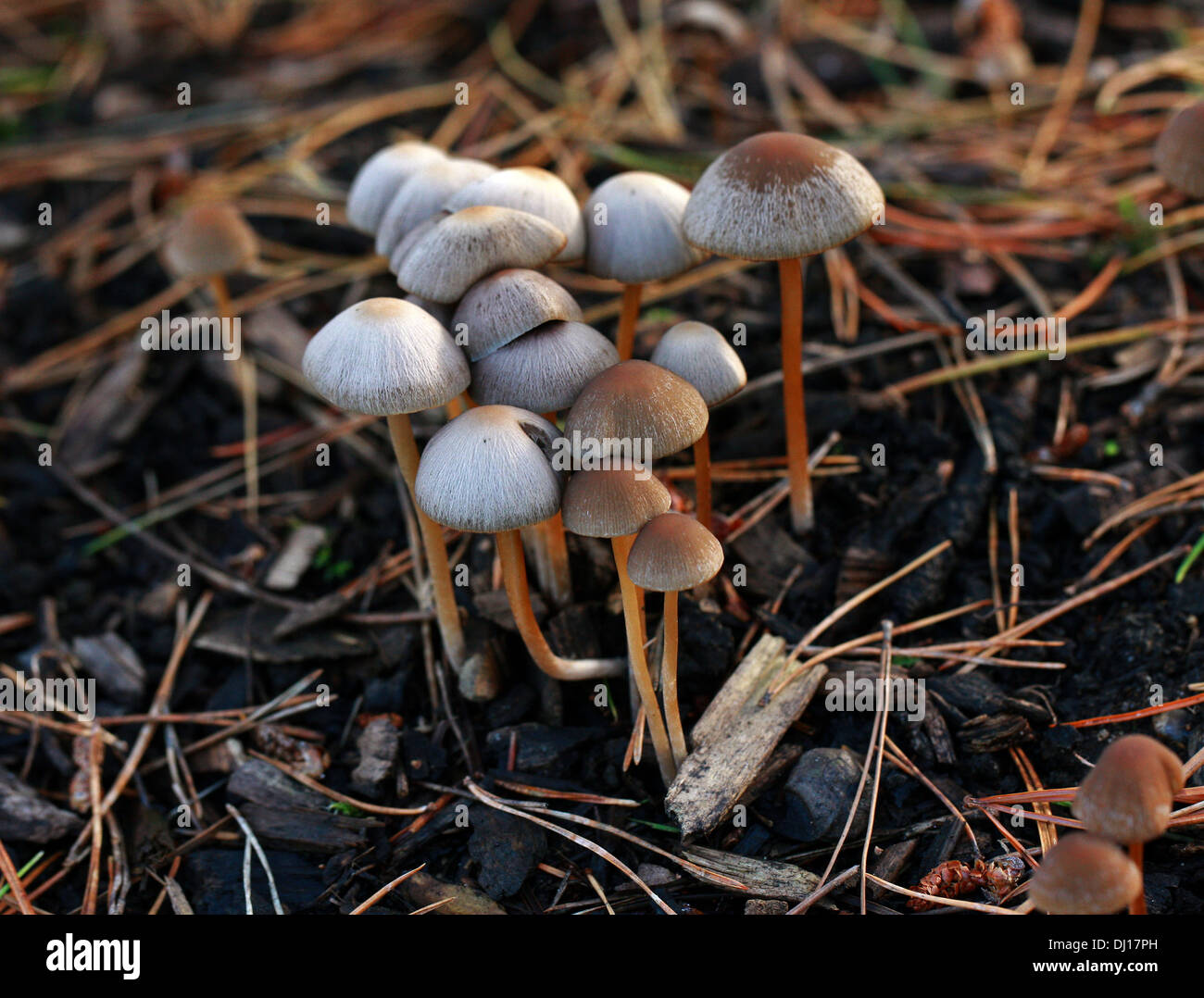 Rötlich gefleckten Mycena Pilze, Mycena Maculata, Mycenaceae. Auf Kiefer Rinde Splitt wachsen. Stockfoto
