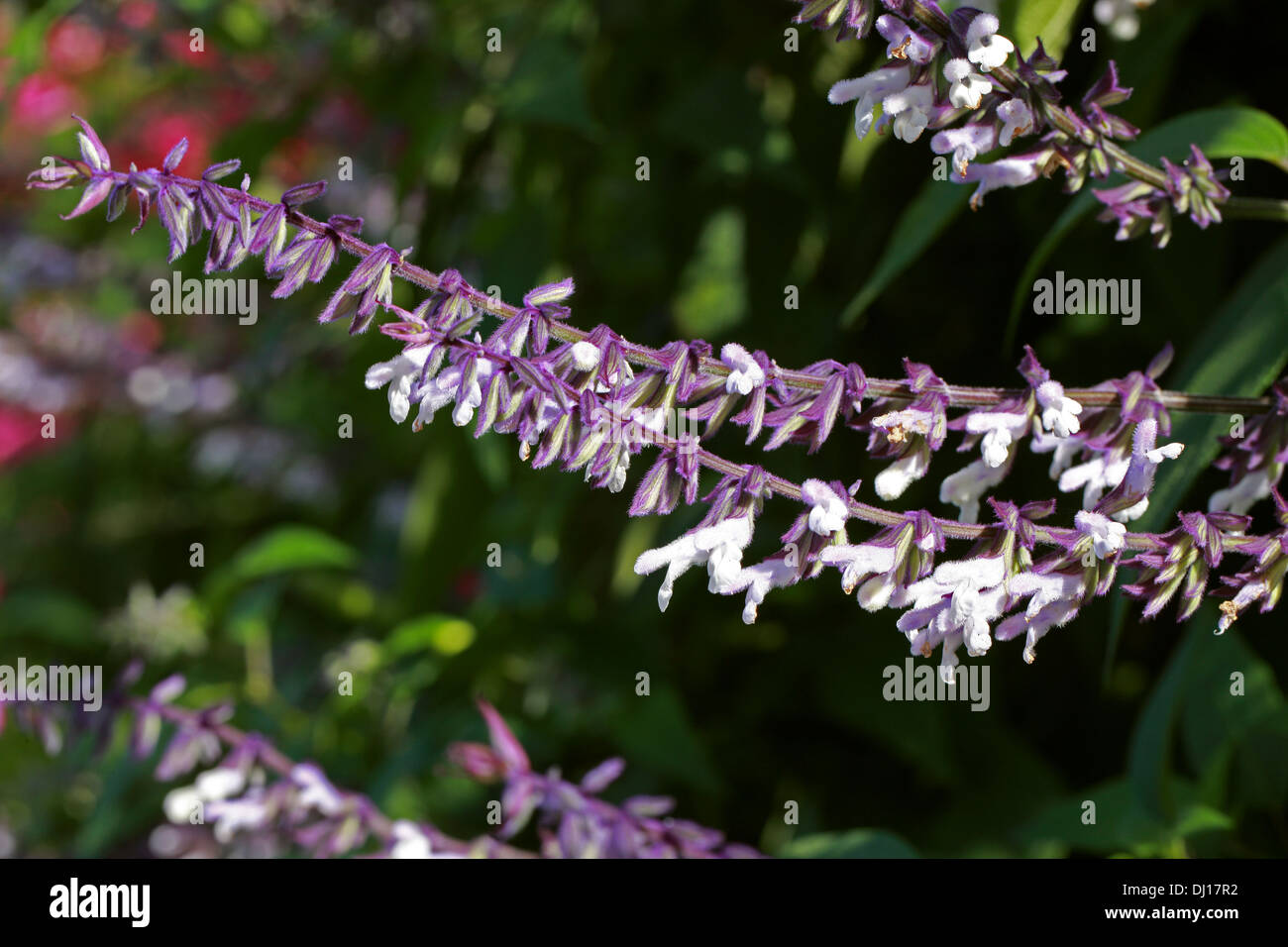 Salvia "Phyllis Fancy", Lamiaceae Stockfoto