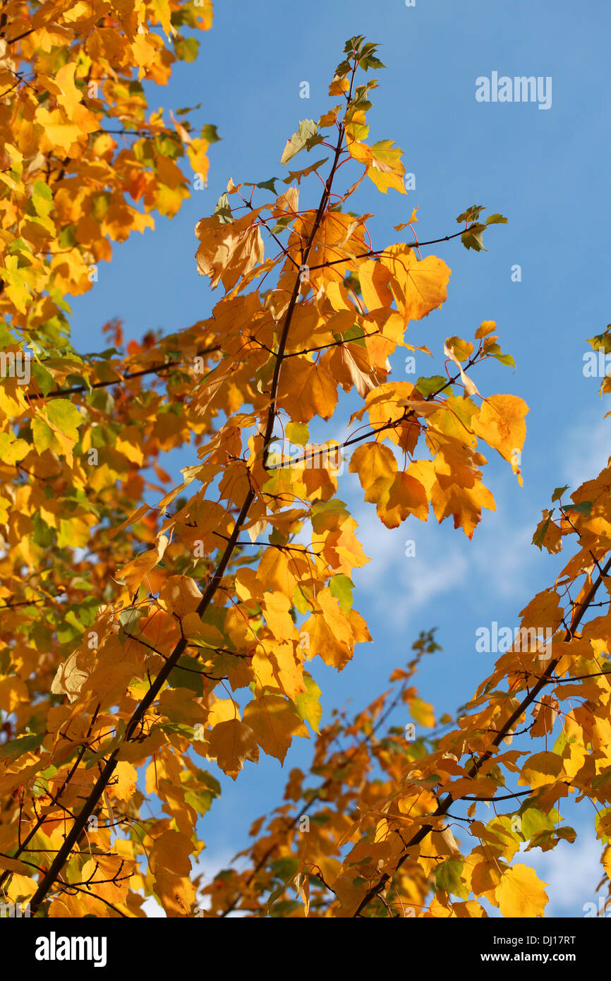 Scharlachrote Ahorn, Acer Rubrum, Sapindaceae (Aceraceae). USA, Nordamerika. Stockfoto