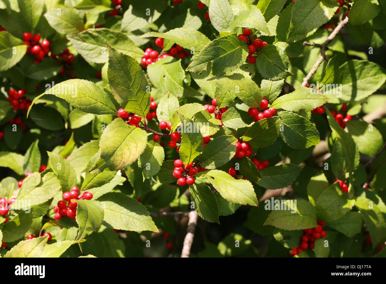 Winterberry Stechpalme, Schwarz-Erle, Fieber Berry, Ilex Verticillata 'Sparkleberry', Phellinaceae. Nordosten der USA und Kanada. Stockfoto