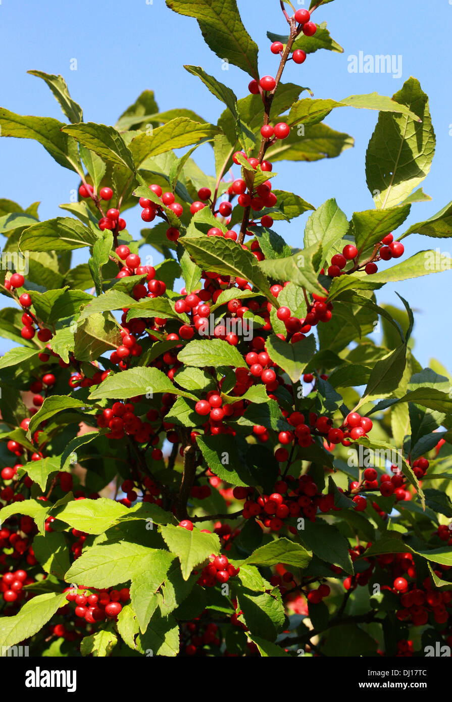 Winterberry Stechpalme, Schwarz-Erle, Fieber Berry, Ilex Verticillata 'Sparkleberry', Phellinaceae. Nordosten der USA und Kanada. Stockfoto