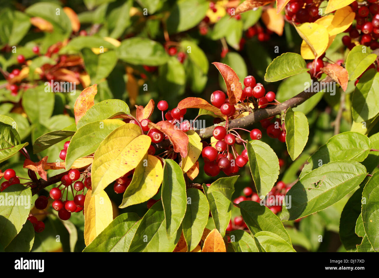 Redbud Zierapfel, Malus X zumi 'Calocarpa', Rosengewächse. Japan. Eine Hybride von Malus Baccata und Malus Seiboldii. Stockfoto