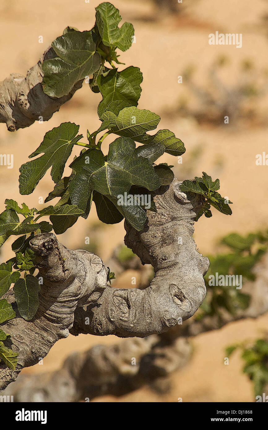 Abb. Blätter auf feigenbaum Ficus Carica Stockfoto