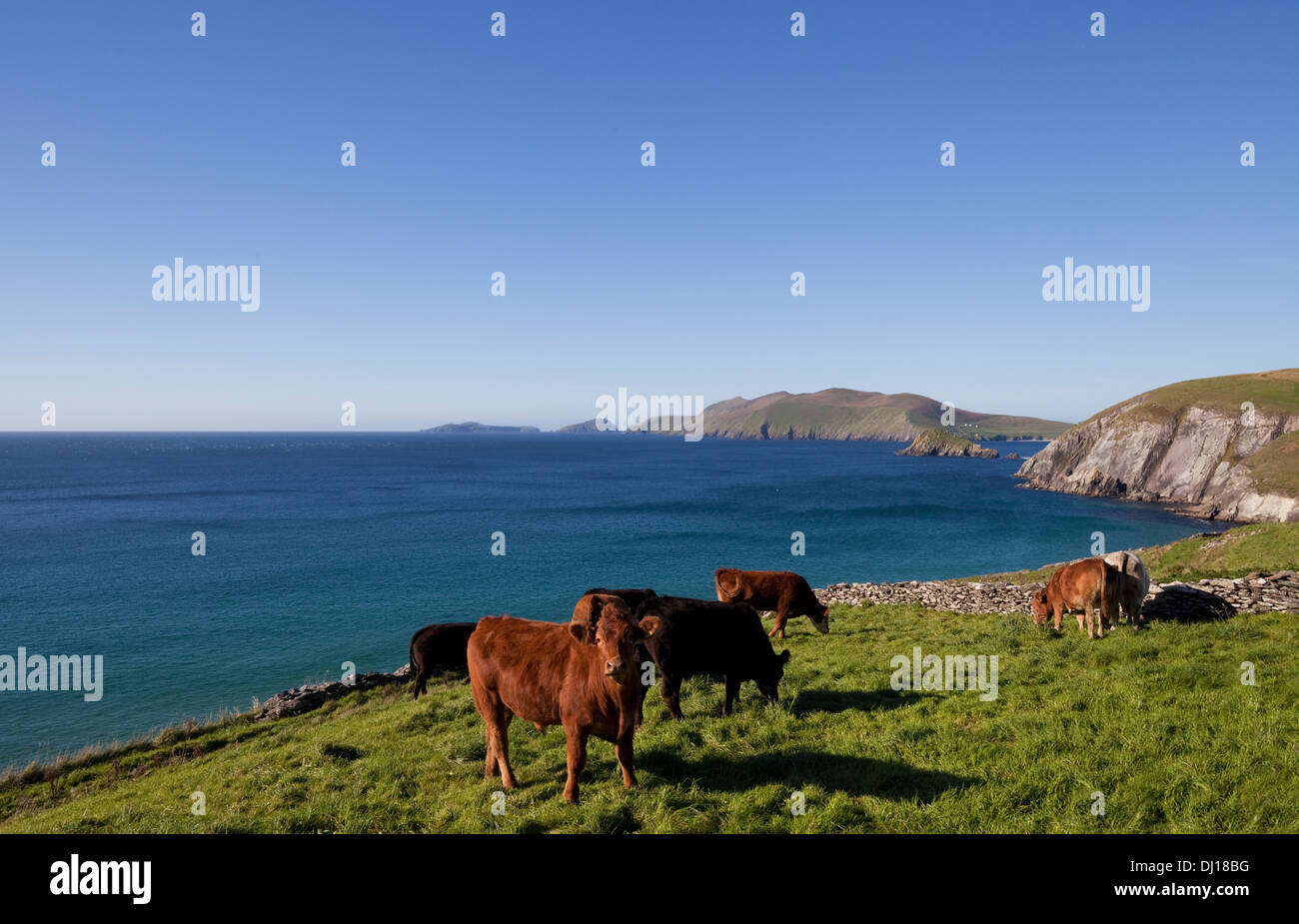 Rinder mit entfernten Blasket Islands, Slea Head, Halbinsel Dingle, County Kerry, Irland Stockfoto
