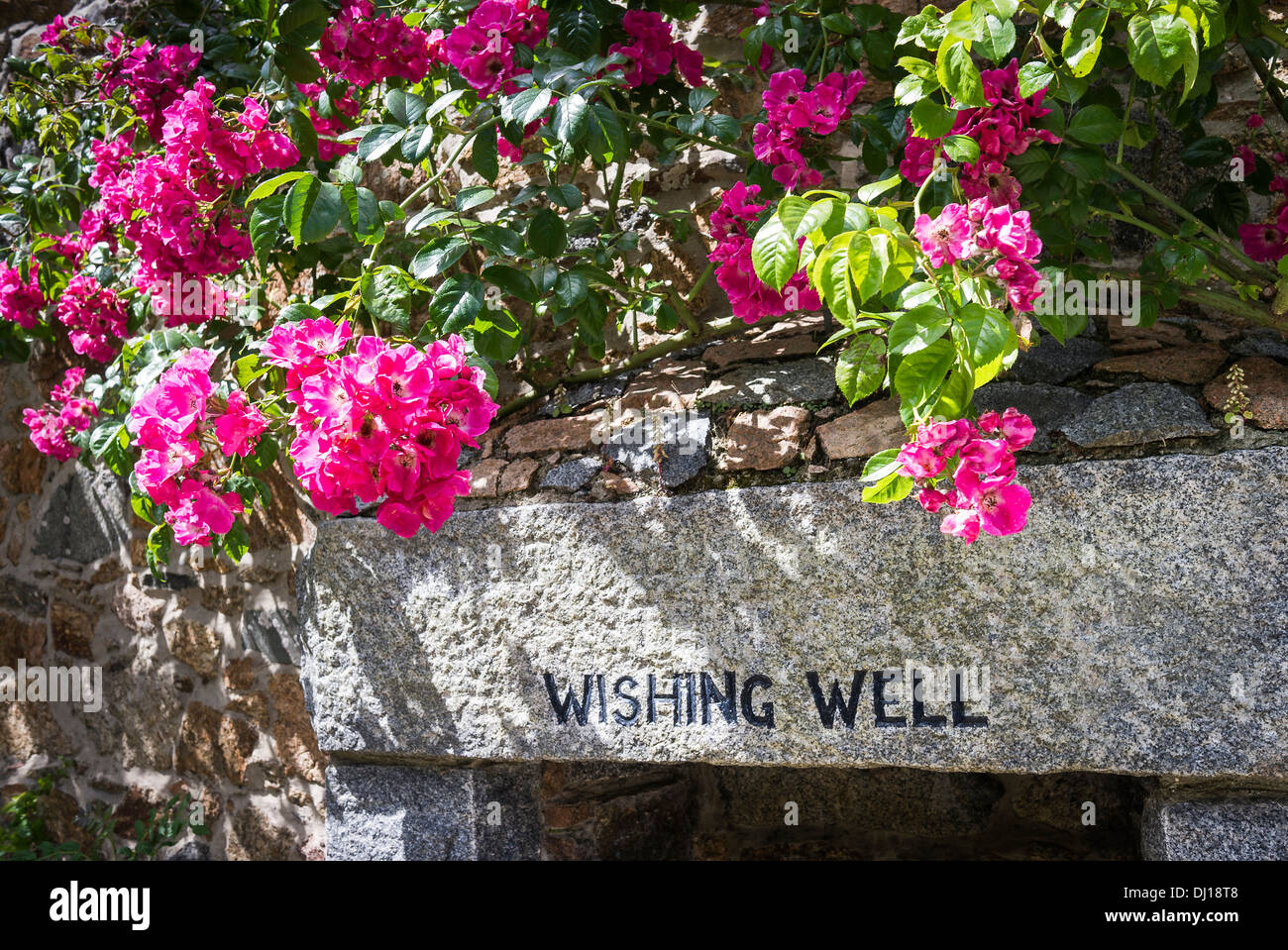 WOLLEN auch mit rosa Rosen overhead Stockfoto