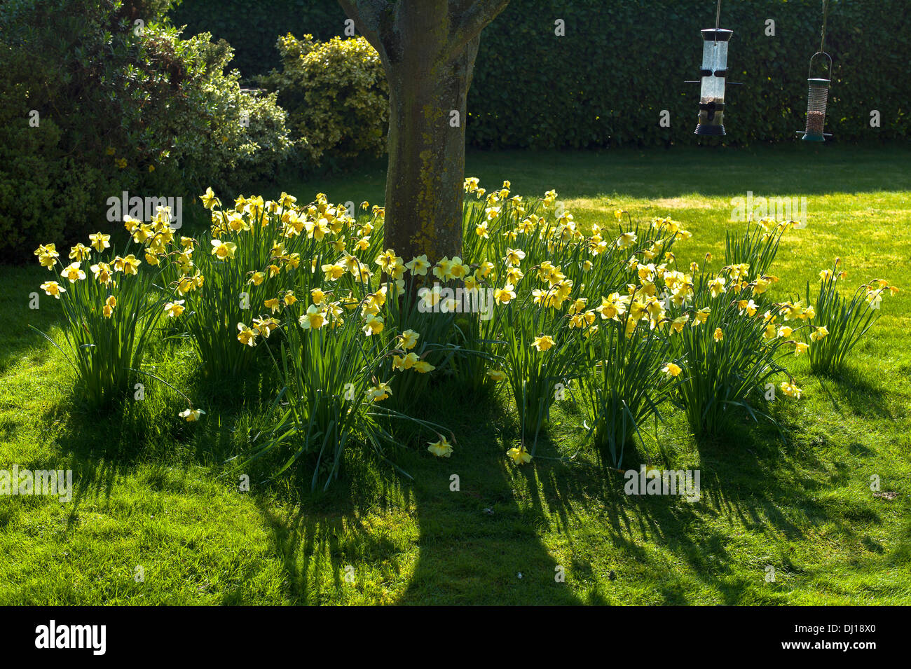 Narzissen eingebürgert und Blüte im Rasen in UK Stockfoto