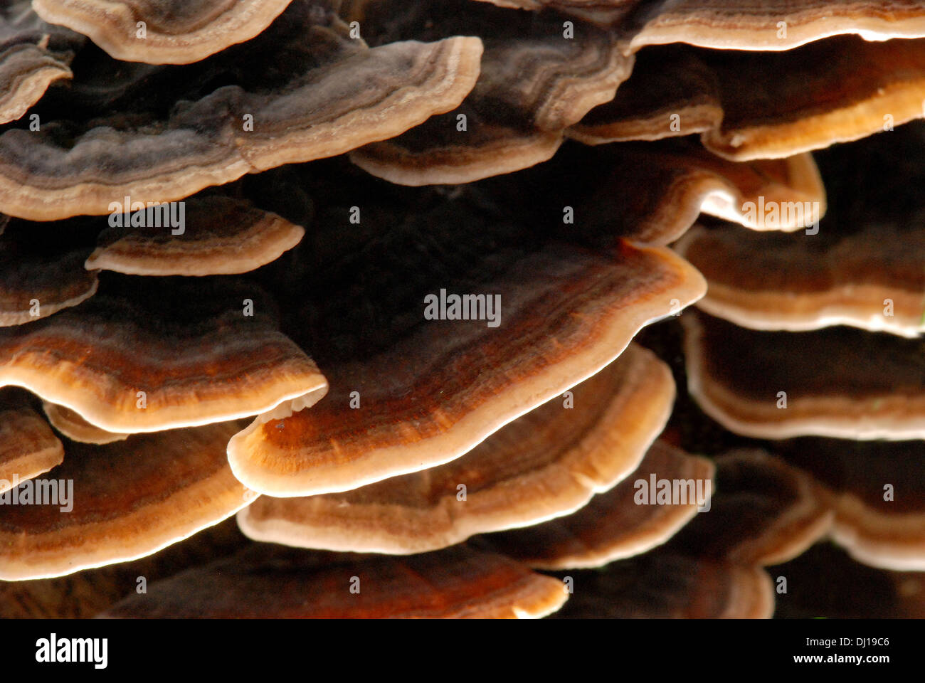 Abstrakte Nahaufnahme einer "viele Zonen Klammer" Pilz unter durch ein Makro-Blitzgerät beleuchtet; ideal für Hintergründe und Bücher Stockfoto