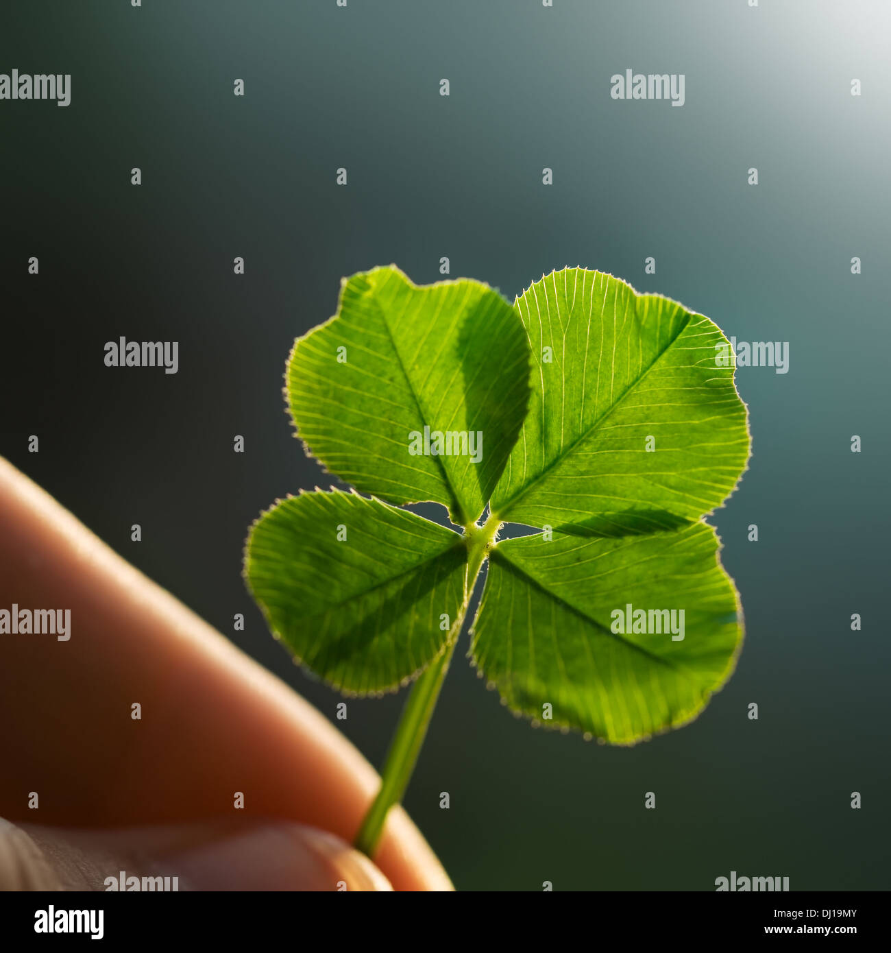 Hand hält ein vierblättriges Kleeblatt auf dem Boden Stockfoto