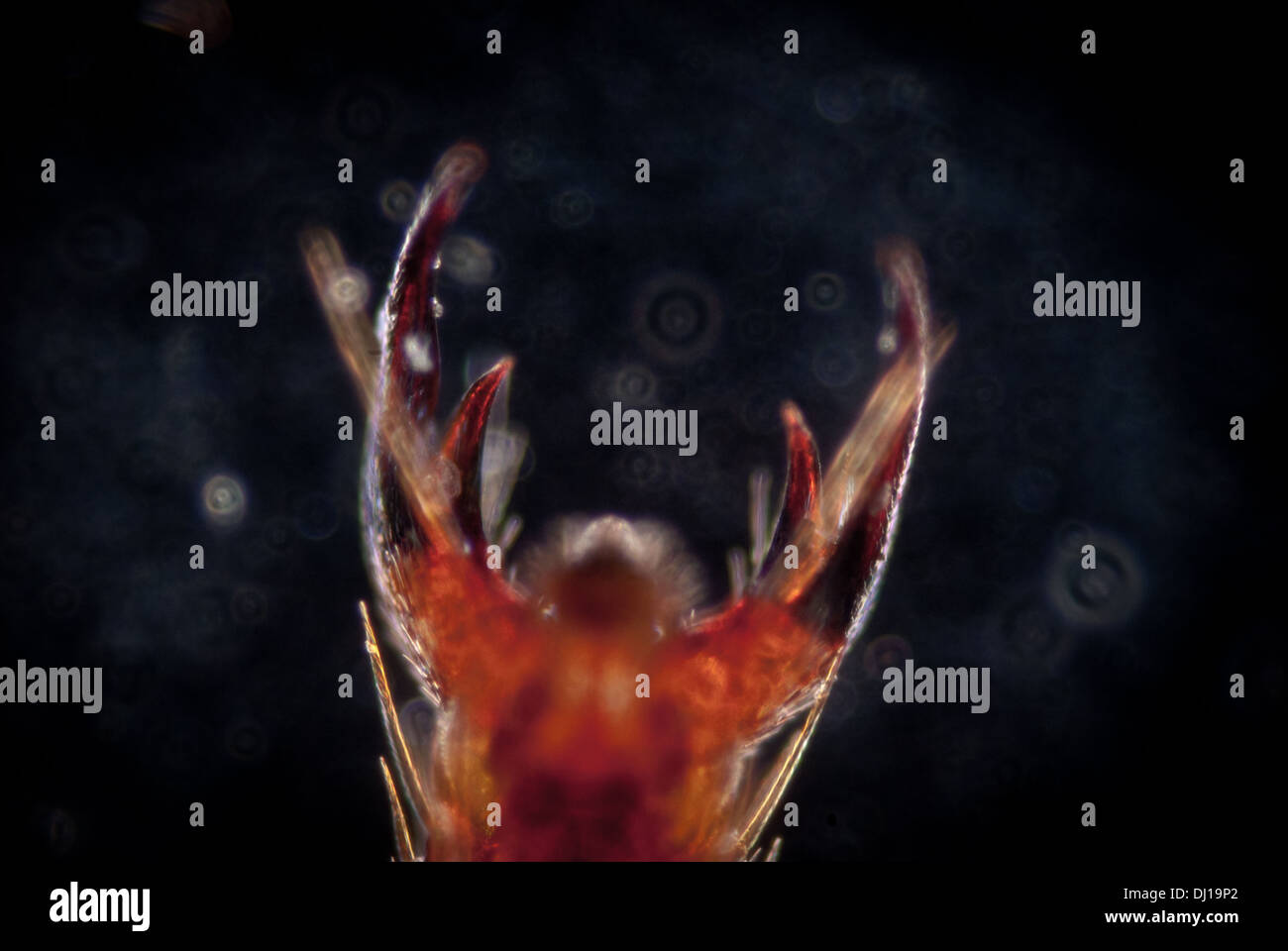 Bild von einer Biene Fuß bei 40 X, genommen durch ein Mikroskop mit Dunkelfeld geben eine Zusammenfassung, Alien, wie Bild Stockfoto