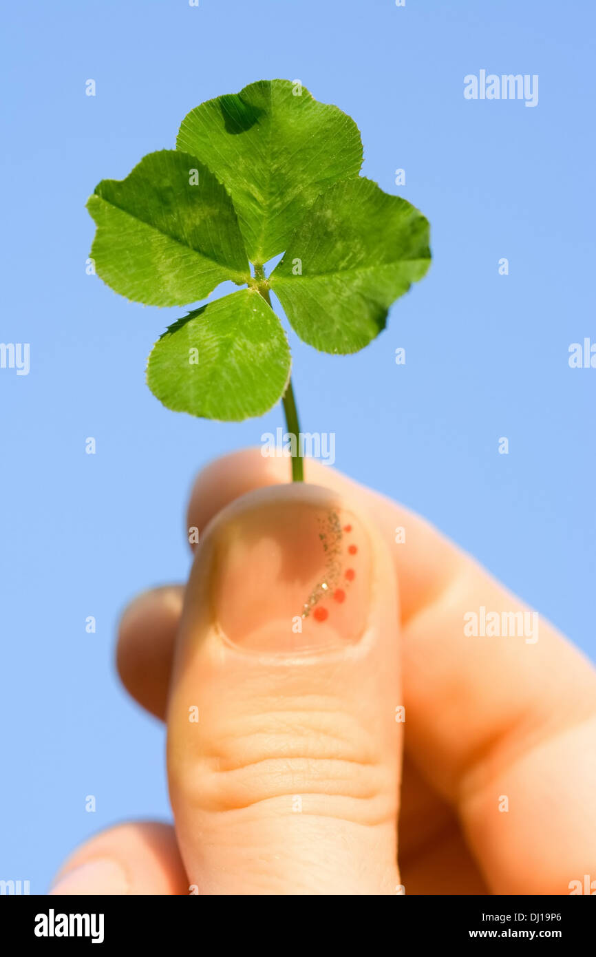 Weibliche Hand hält ein vierblättriges Kleeblatt gegen den blauen Himmel Stockfoto