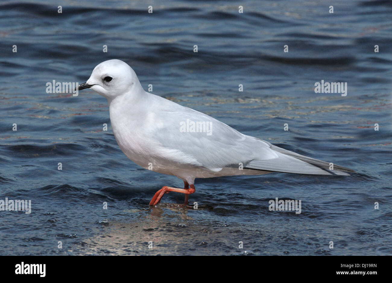 Ross Gull - Rhodostethia rosea Stockfoto