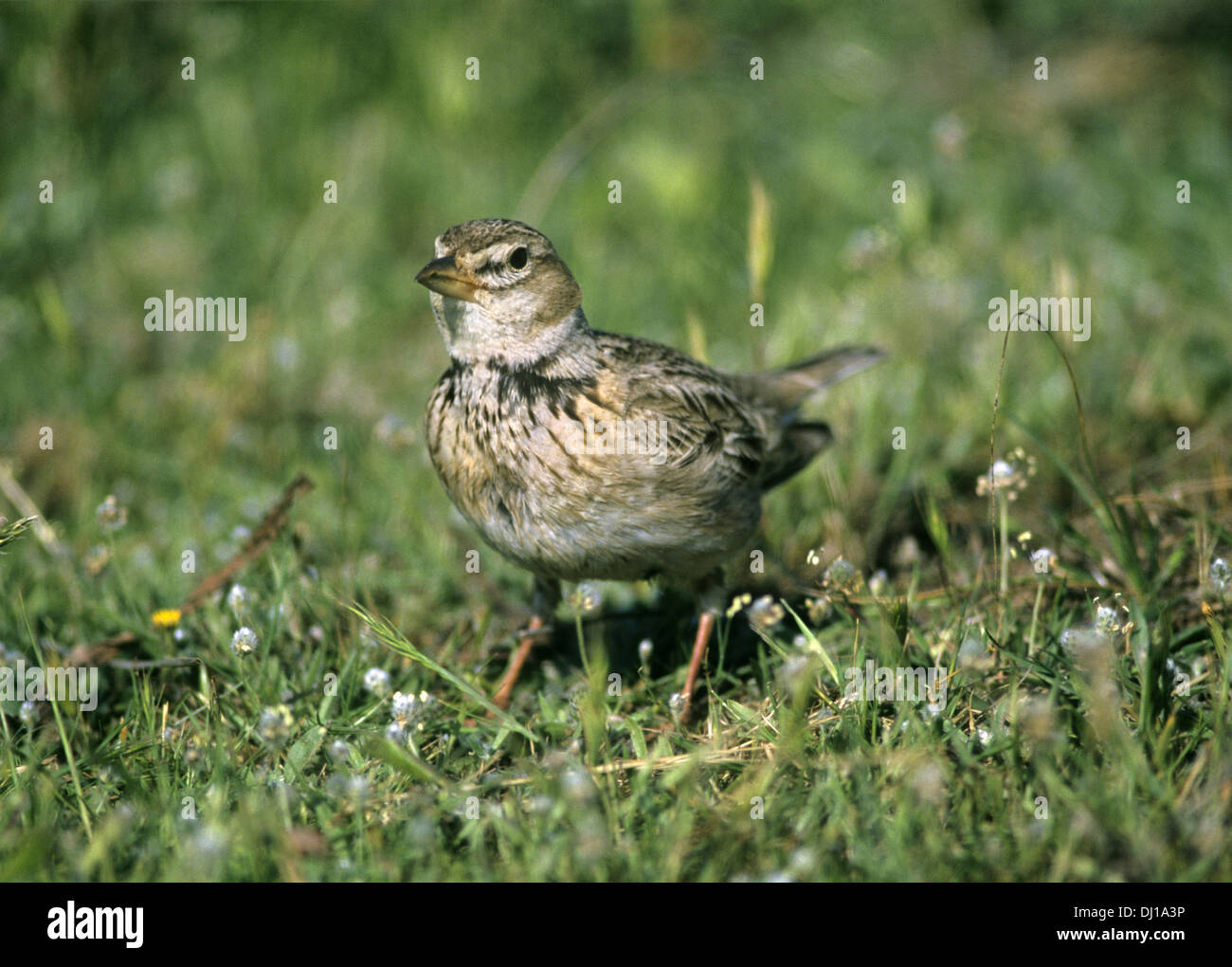 Calandra Lark - Melanocorypha calandra Stockfoto