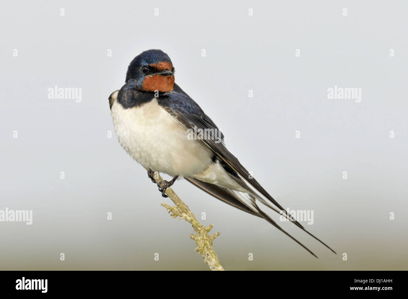 Schwalbe Hirundo rustica Stockfoto