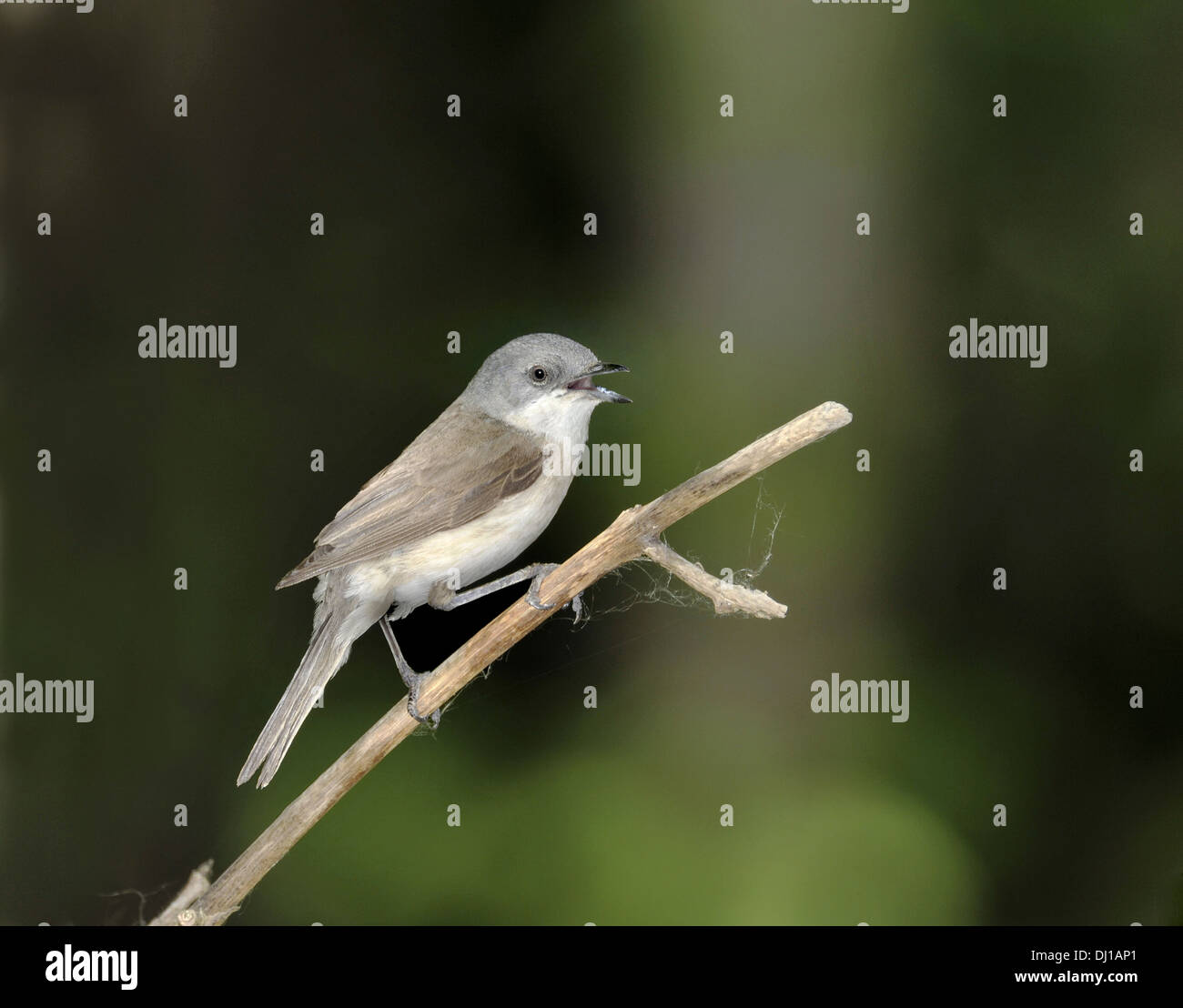 Lesser Whitethroat Sylvia curruca Stockfoto