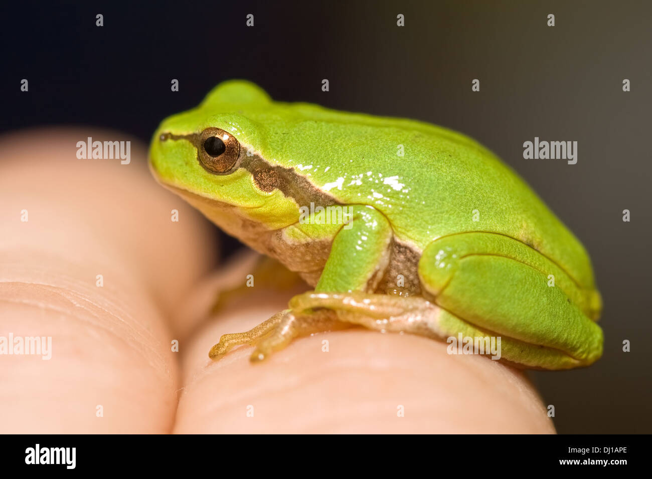 Frosch Auf Der Hand Stockfotos und -bilder Kaufen - Alamy