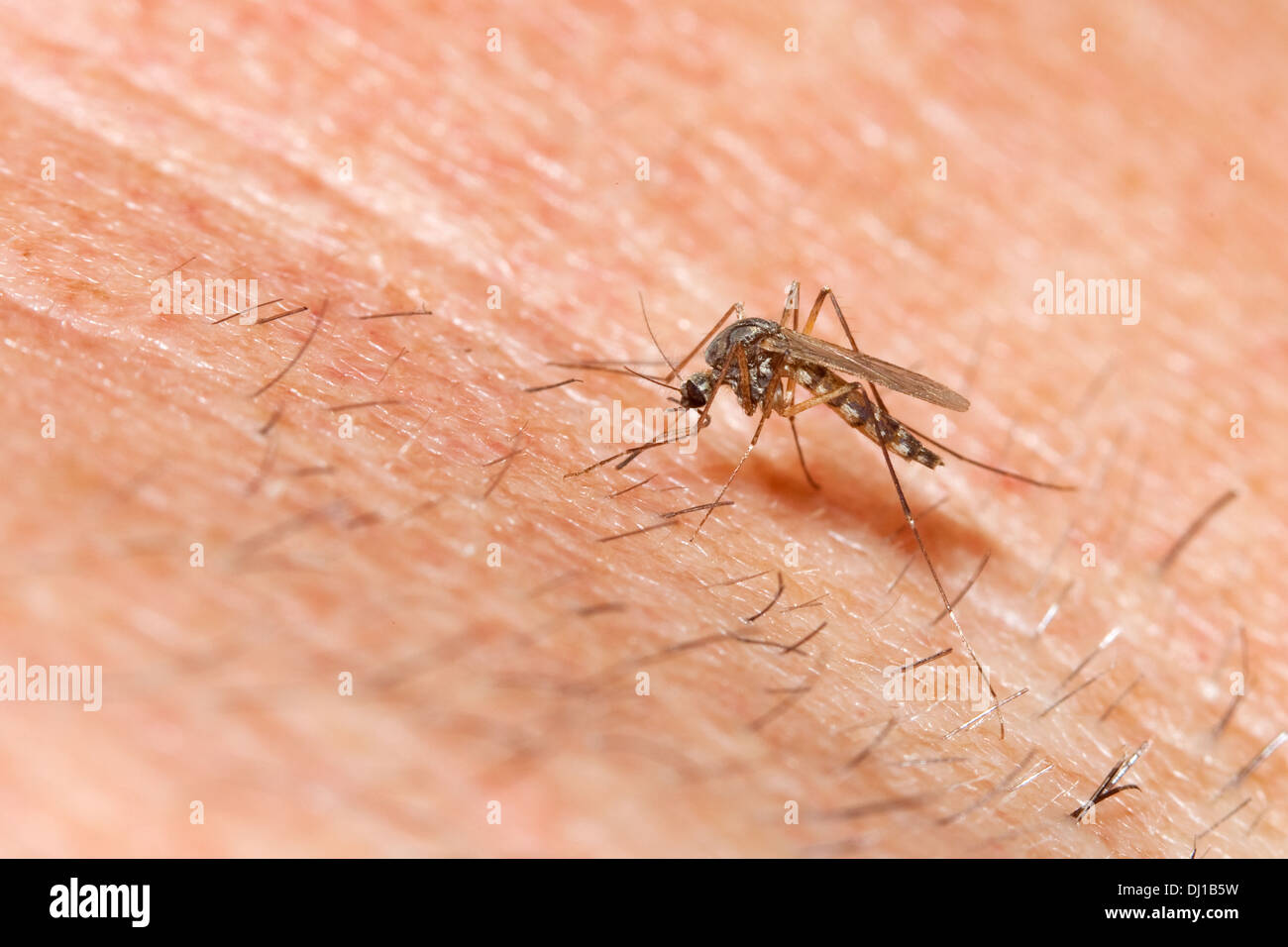 Human Parasite Stockfotos & Human Parasite Bilder Alamy