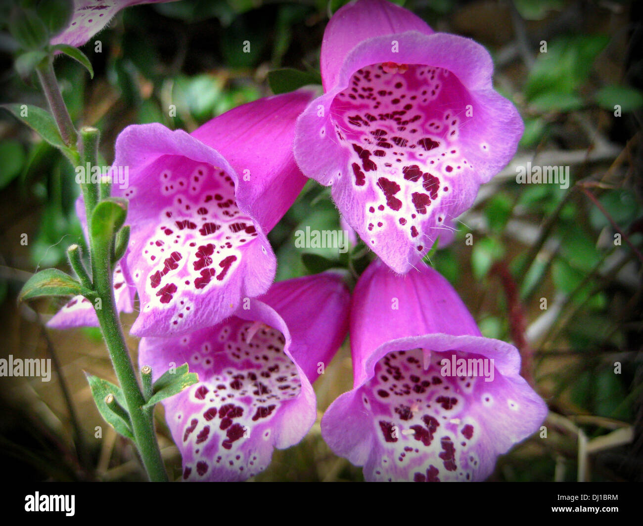 Lebendige glockenförmigen Blüten im Garten Stockfoto