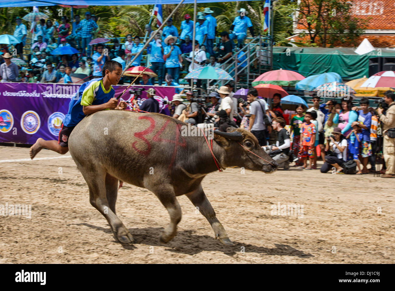 Laufen der Stiere. Wasserbüffel und Jockey bei der Chonburi Buffalo Racing Festival, Thailand Stockfoto