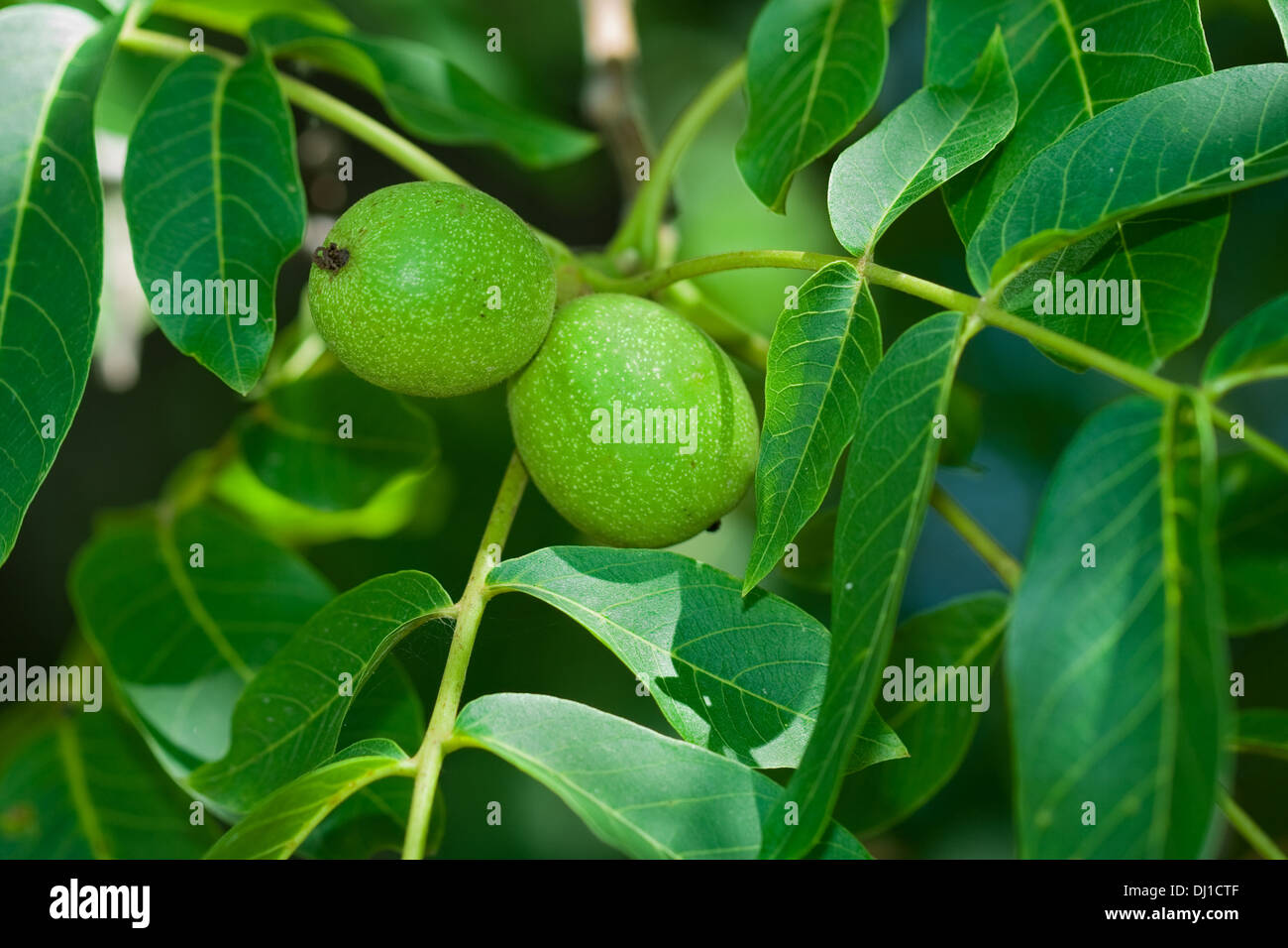 Walnussbaum Blätter Stockfotos & Walnussbaum Blätter Bilder Alamy