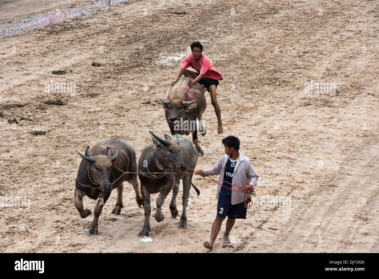 Laufen der Stiere. Wasserbüffel und Jockeys bei der Chonburi Buffalo Racing Festival, Thailand Stockfoto