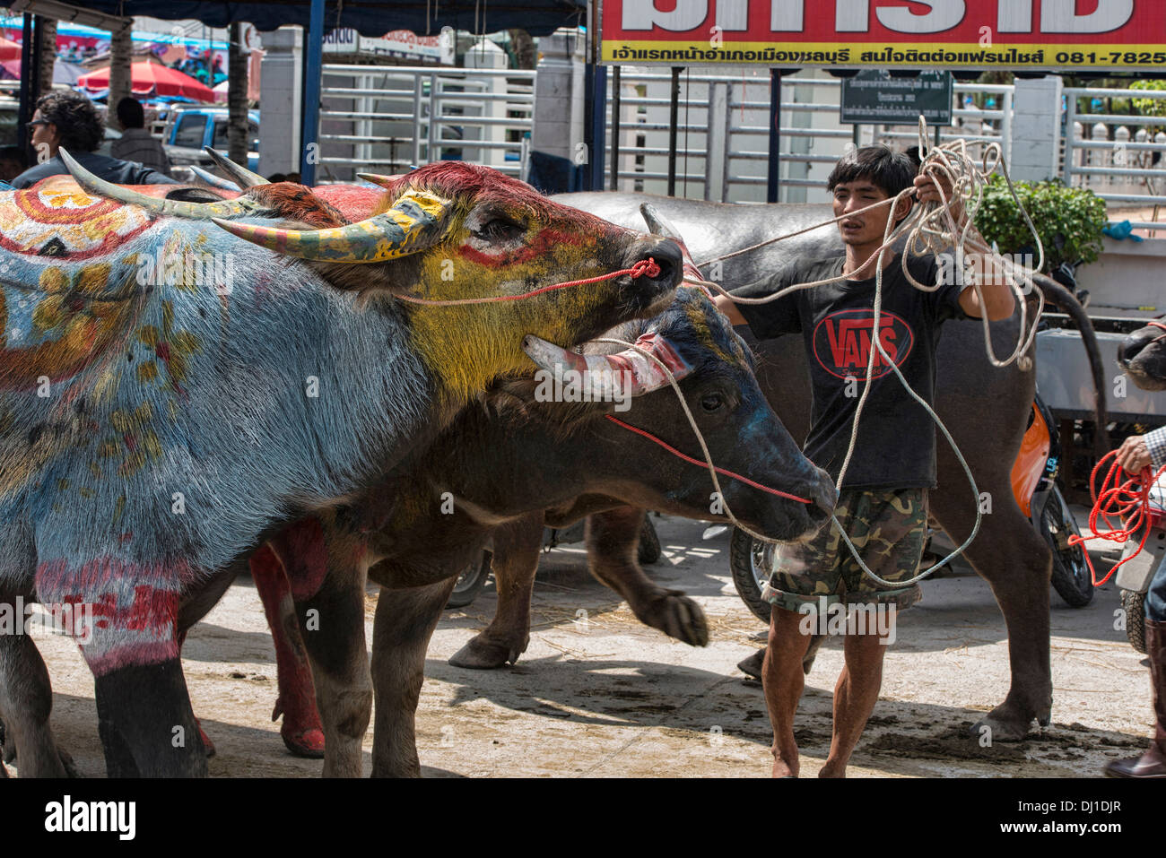 bunt gefärbte Wasserbüffel auf dem Chonburi Buffalo Racing Festival, Thailand Stockfoto