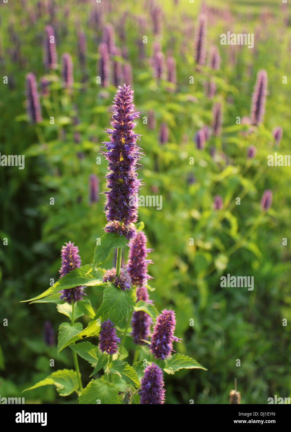 Blühende Blume (riesige Ysop) Stockfoto