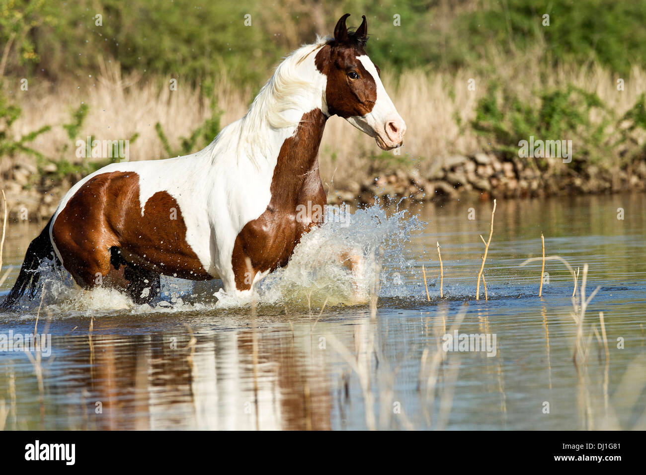 Marwari Pferde Pinto Stute im Trab Wasser Stockfoto