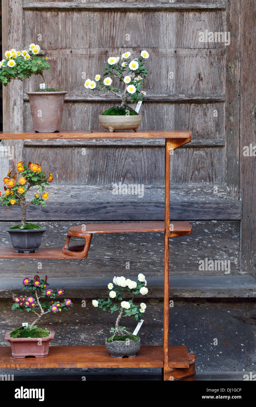 Bonsai Blume und Baum in einem Keramiktopf Stockfoto