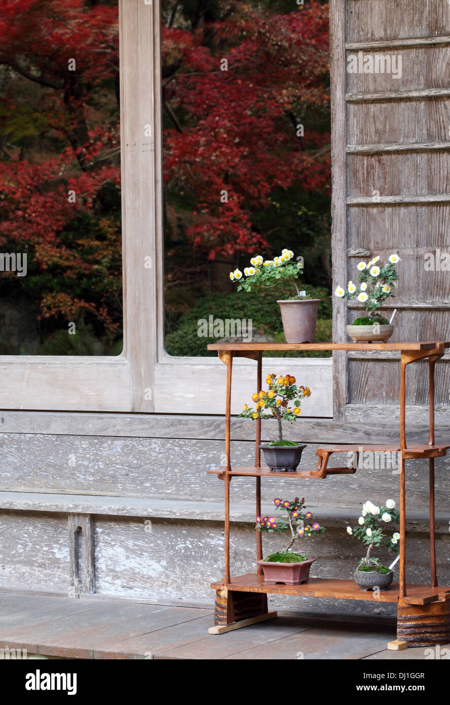 Bonsai Blume und Baum in einem Keramiktopf Stockfoto