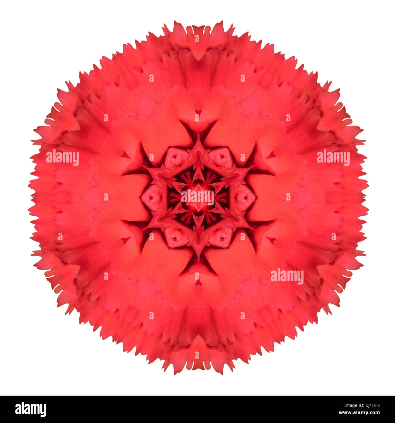 Rote Nelke Mandala Blume kaleidoskopischen Isolated on White Background Stockfoto