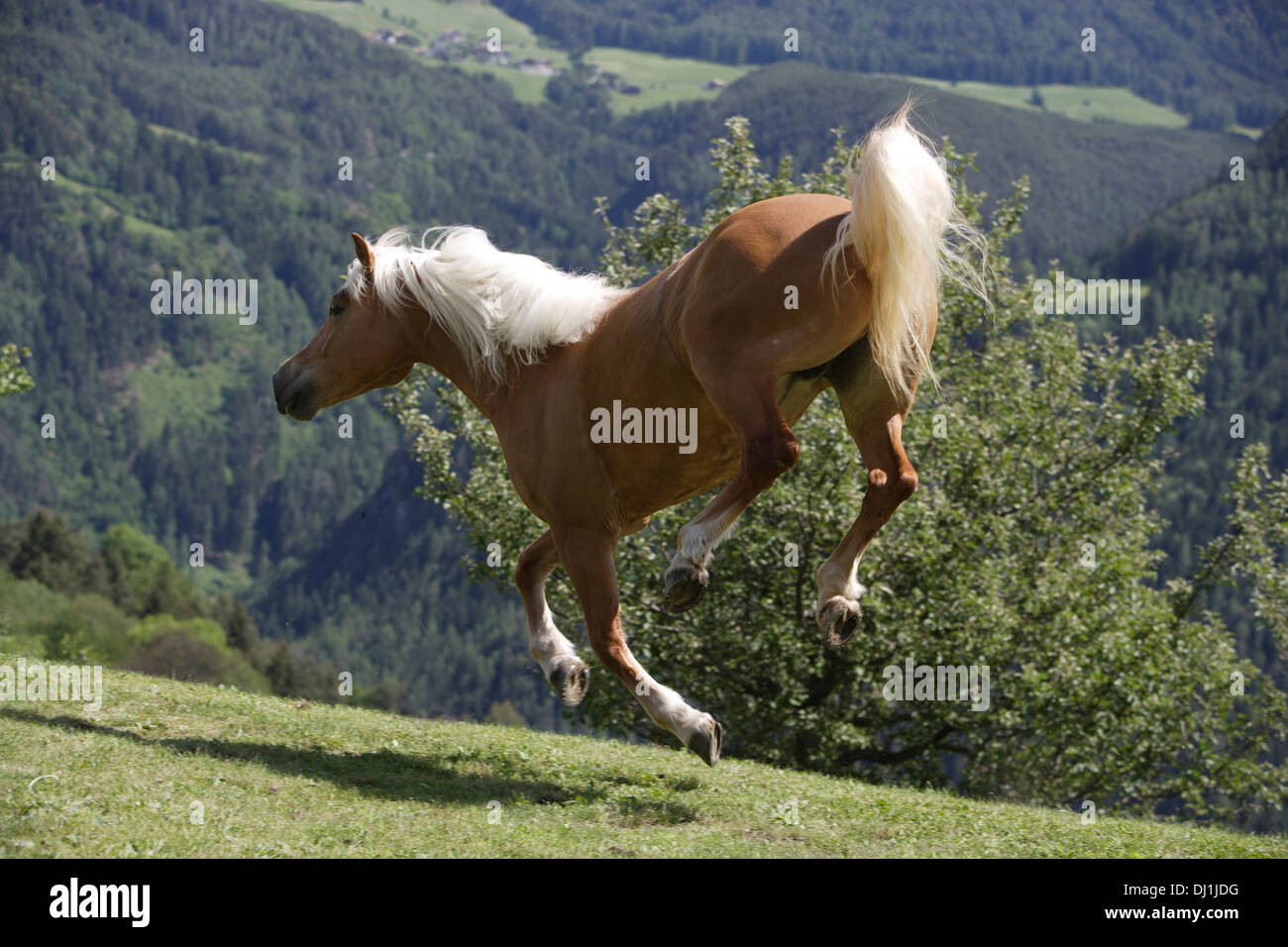Haflinger Funny Stockfotos & Haflinger Funny Bilder Alamy