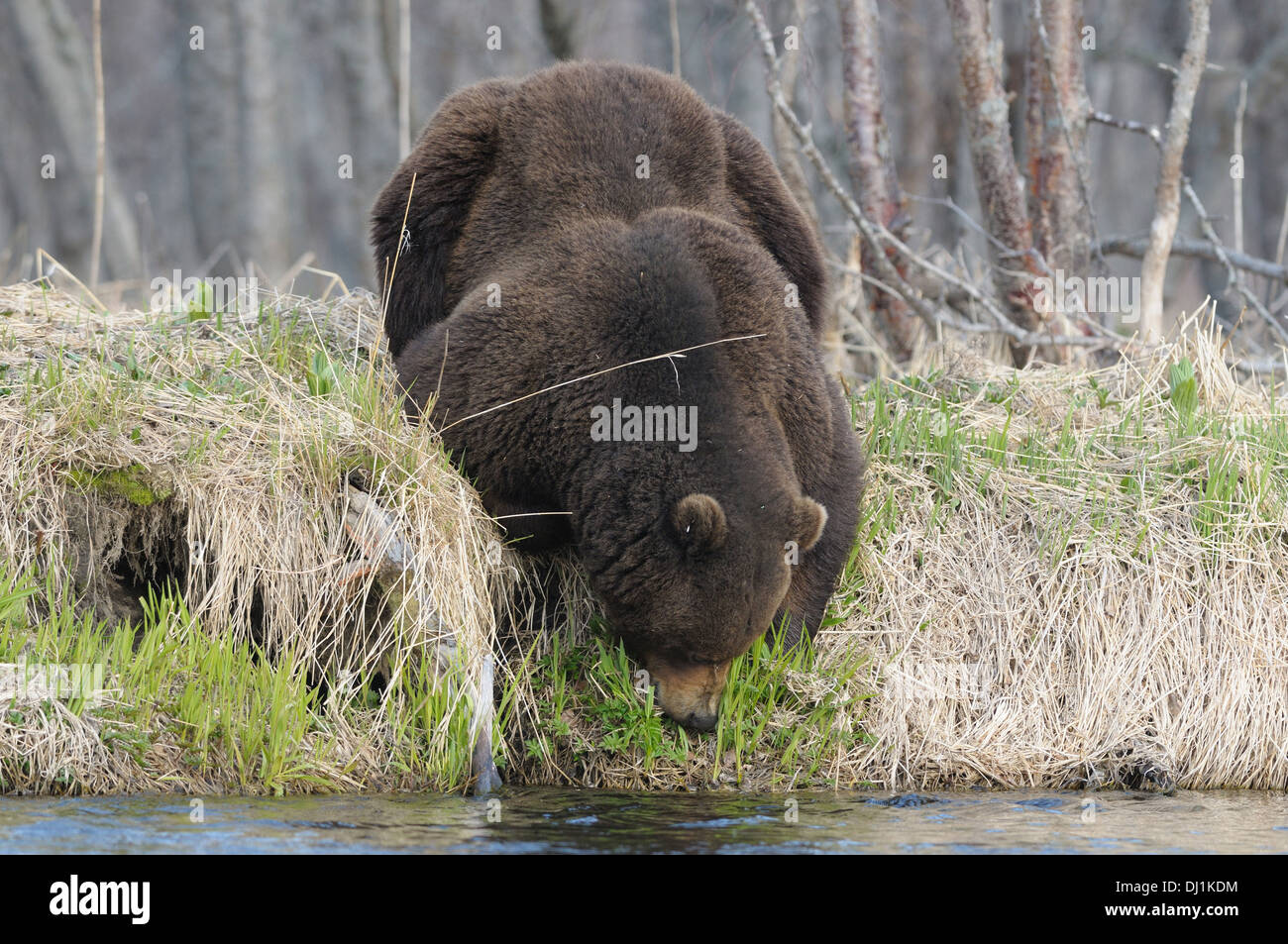 Kamtschatka Braunbär (Ursus Arctos Beringianus). Eines großen männlichen Bären am Flussufer, Rasen zu essen. Kronotsky Zapovednik, Kamcha Stockfoto