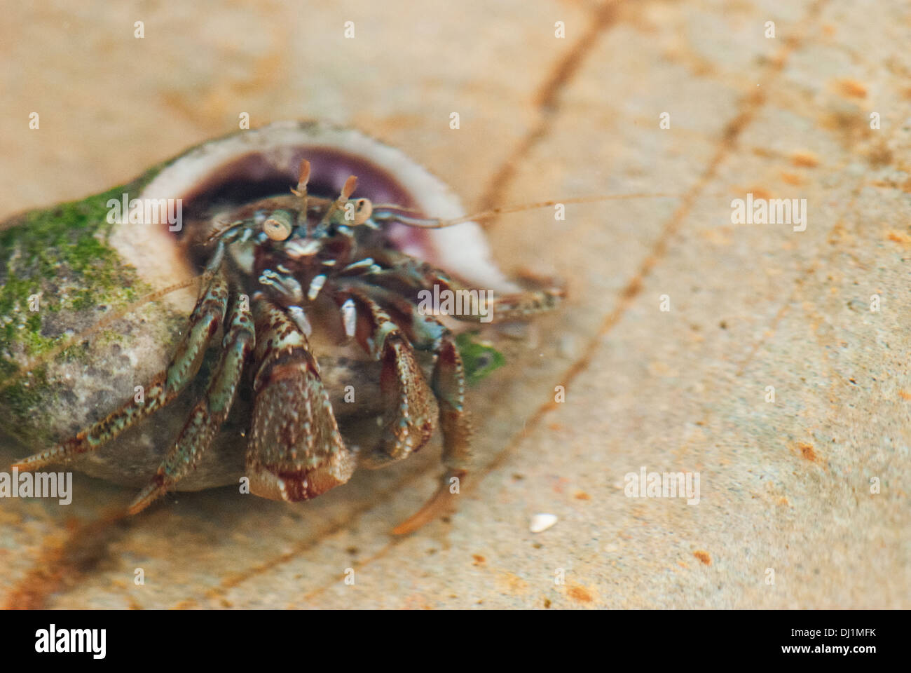 Gemeinsamen Einsiedlerkrebs (Pagurus Bernhardus), an der Wasserlinie, Cornwall, England. Stockfoto