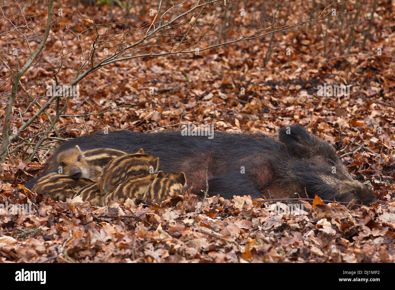 Wildschwein (Sus Scrofa), sät säugende Ferkel Stockfoto
