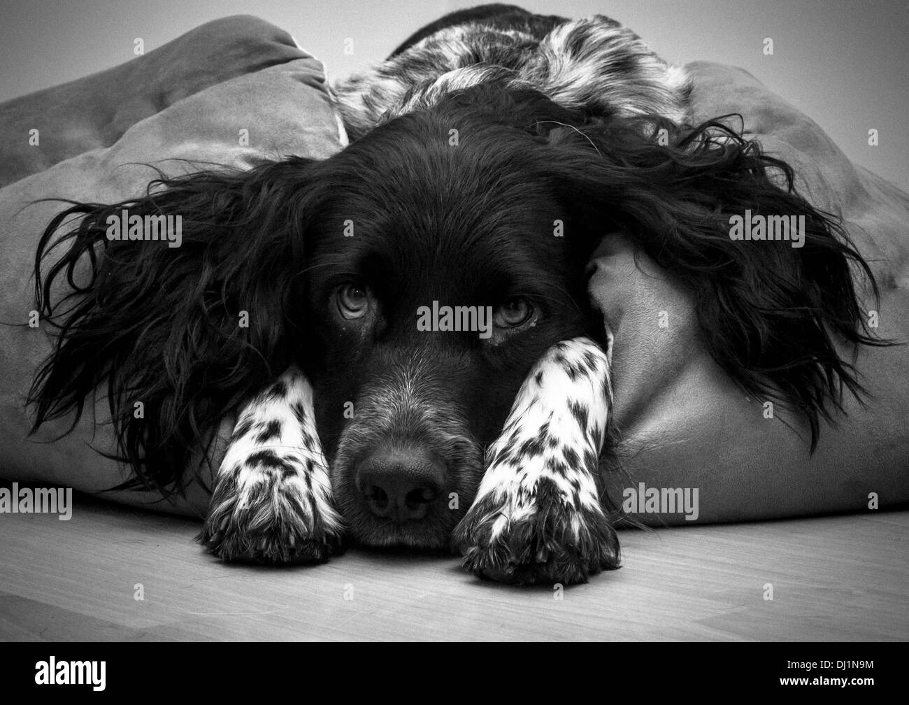 Der schwarz-weiße Riese-Münsterlander-Hund legte sich mit dem Kopf zwischen die Pfoten, mit Blick auf die Kamera. Stockfoto