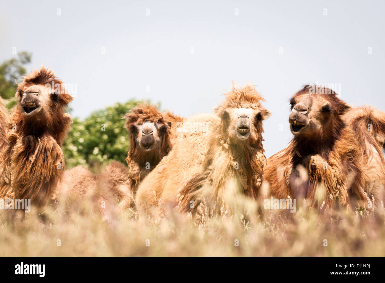 Baktrischen Kamel Camelus Bactrianus Camelus Ferus vier Erwachsene mit Blick auf hohe Gräser Stockfoto