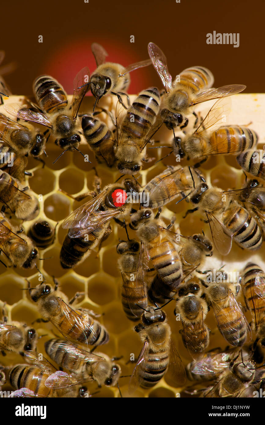 5 stücke Imkerei Zweireihig Bienenkönigin Gerätesatz Künstliche Bienenstock 6 ki 