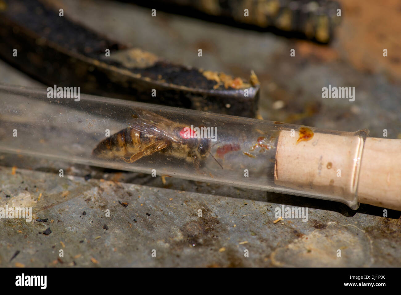 Europäischen Honig Biene Western Honig Biene Apis Mellifera Apis Mellifica rot gekennzeichnet Königin Biene Glasrohr Stockfoto