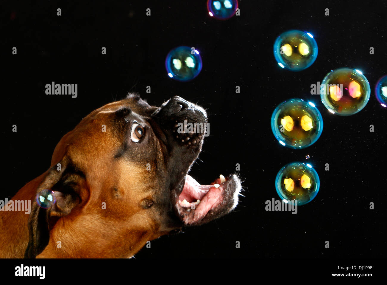 Erwachsenen Boxer Hund reißend an Seifenblasen Studio Bild vor schwarzem Hintergrund Stockfoto