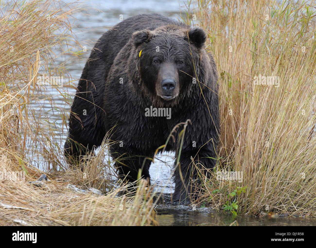 Kamtschatka Braunbär (Ursus Arctos Beringianus). Bären begegnen an den Lachs laichen Bereich. Kronotsky Zapovednik, Kamtschatka, R Stockfoto