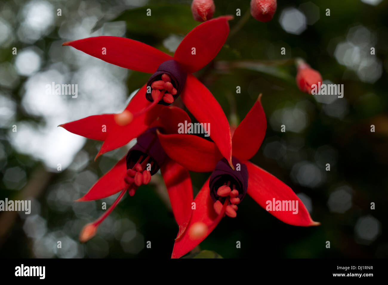 Atemberaubende rote Blumen Bélouve Regenwald. Seine ursprünglichen Umgebung des Waldes und die bemerkenswerte Landschaft ziehen ein großes Publikum. Stockfoto