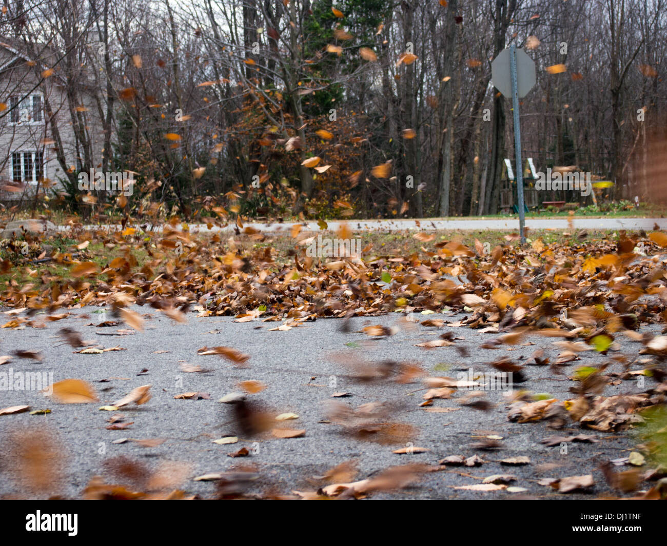 Windiger Tag, weht Blätter rund um Stockfoto